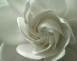 White Rose<br>by David Booth*