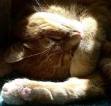 <b>9th Place (tie) </b><br>Sunburned<br>by pufflkat