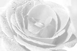 <b>5th Place (tie)</b><br>After the rain<br>by Moti