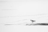 Left behind<br>by Moti