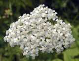 Yarrow Cluster <br>(before conforming to rules) <br> by Bogle