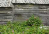 <B>Wild Roses Against an Old Sawmill</b>