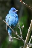 Indigo Bunting