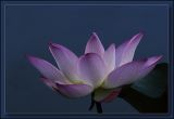 5th: Lotus in Blue