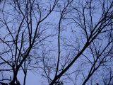 Woods in the blue<br>by Tabrizi