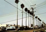 Palm Trees & Power Lines <br> by inframan