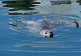 Harbour Seal<br> by DebbyD