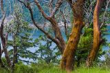Madrona