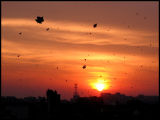 Kite Flying