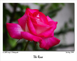 The Rose<br> by Cata