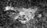memento mori <br> by Capt. Toad
