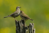 Meadow Pipit  Anthus pratensis Graspieper