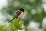 European Stonechat Saxicola rubicola Roodborsttapuit