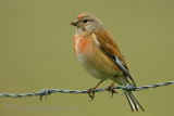 Linnet  Carduelis cannabina  Kneu