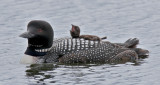 Loons, Grebes and Waterfowl