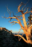 Last Light Over the Schulman Grove