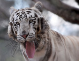 TIGRE BLANCO