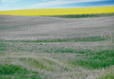 Prarie Landscape