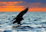 White-tailed Eagle  Norway