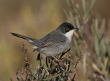 Sardinian Warbler  Portugal