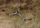 Hen Harrier