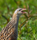 Corncrake  North Uist