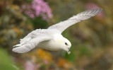 Fulmar  Mainland