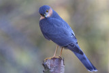 Sparrowhawk  Scotland