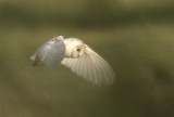 Barn Owl  England