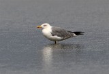 Yellow-legged Gull