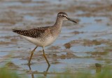 Wood Sandpiper  Norfolk