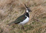 Lapwing