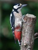 Great Spotted Woodpecker