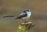 Long-tailed Tit  1096.jpg