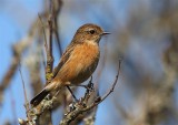 Stonechat