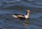 Long-tailed Duck