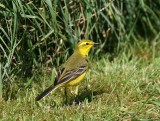 Yellow Wagtail Male