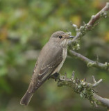 Spotted Flycatcher