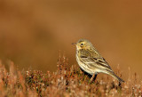 Meadow Pipit