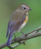 Red-flanked Bluetail  Shetland