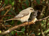 Isabelline Shrike