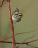 Pallass Warbler   Mainland