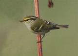 Pallass Warbler