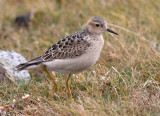 Buff-Breasted Sandpiper   Shetland