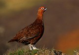 Red Grouse   Scotland