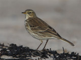 Water Pipit