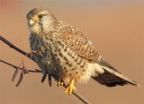 Kestrel   Scotland