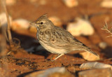 Thekla Lark   Portugal