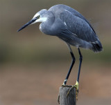 Reef Egret x Little Egret   Hybrid  Portugal