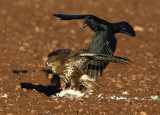 Buzzard-Crow   Scotland